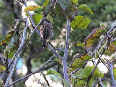 Passer domesticus