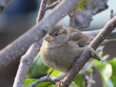 Passer domesticus