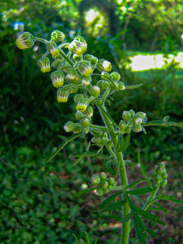 Nidorella aegyptiaca image