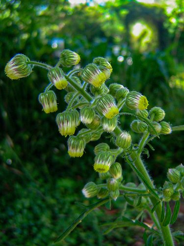 Nidorella aegyptiaca image