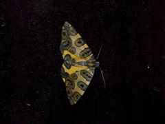 Pantherodes unciaria