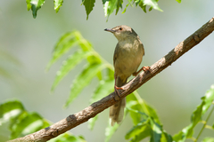 Brown Prinia photo 2