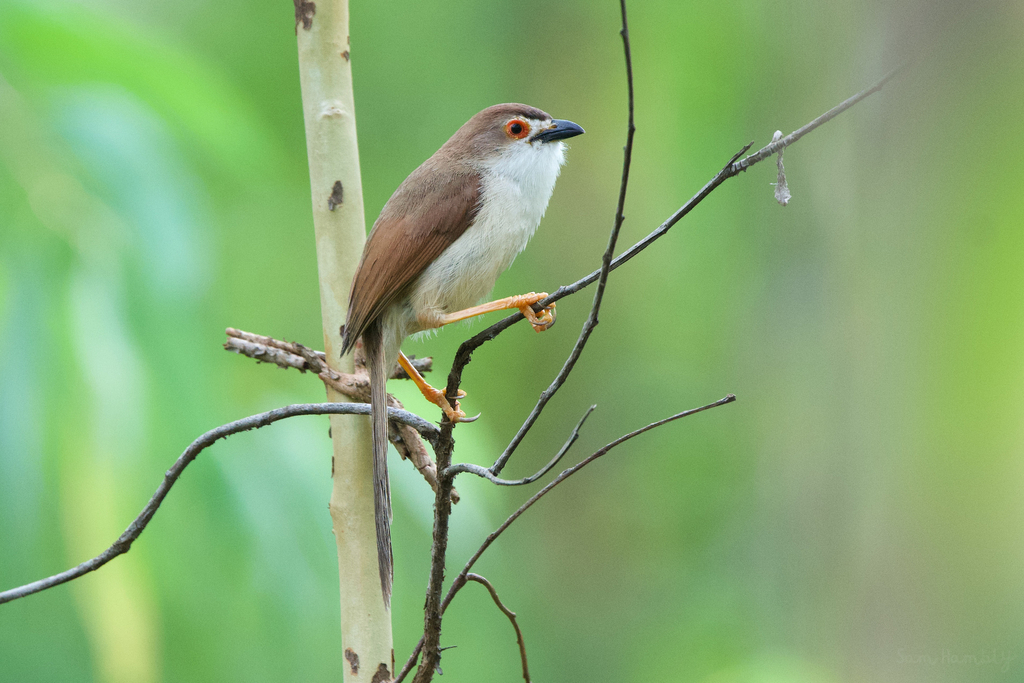 Yellow-eyed Babbler photo