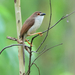 Yellow-eyed Babbler - Photo (c) Sam Hambly, some rights reserved (CC BY-NC), uploaded by Sam Hambly