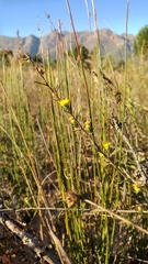 Marasmodes macrocephala