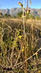 Marasmodes macrocephala