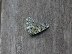 Pantherodes unciaria