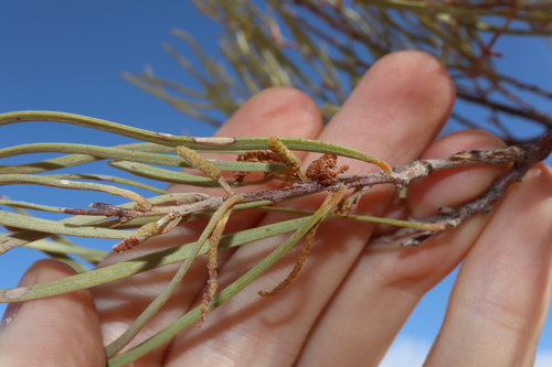 Image of Acacia aneura by (c) Thomas Mesaglio, some rights reserved (CC BY)