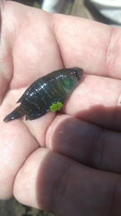 Austrolebias bellottii