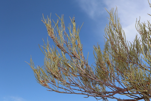 Image of Acacia aneura by (c) Thomas Mesaglio, some rights reserved (CC BY)