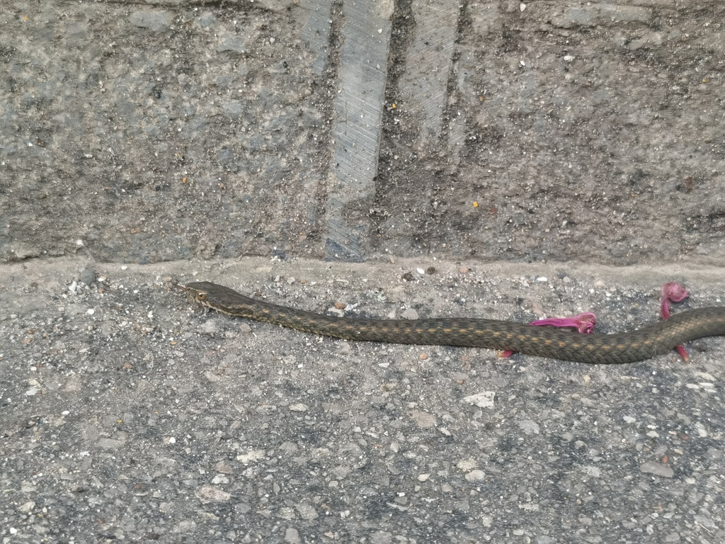 Yanbian Keelback Snake
