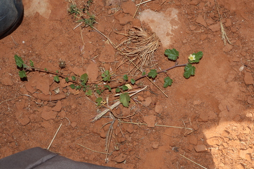Image of Abutilon malvifolium by (c) Thomas Mesaglio, some rights reserved (CC BY)