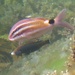オキナヒメジ