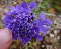 Scabiosa comosa