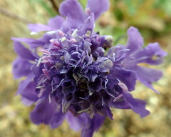 Scabiosa comosa
