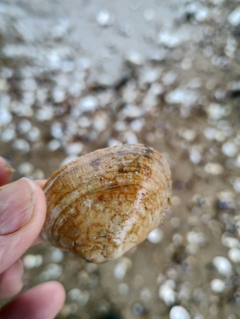 grooved carpet shell from Harwich, UK on March 31, 2023 at 1243 PM by