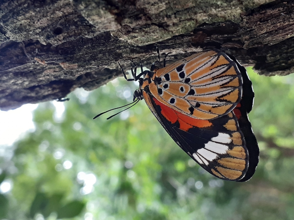 Mimacraea costleyi
