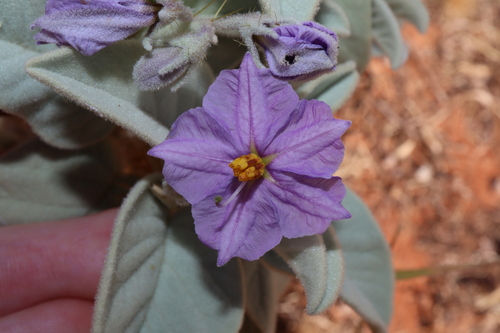 Image of Solanum lithophilum by (c) Thomas Mesaglio, some rights reserved (CC BY)