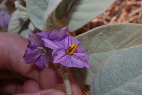 Image of Solanum lithophilum by (c) Thomas Mesaglio, some rights reserved (CC BY)
