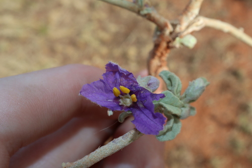 Image of Solanum esuriale by (c) Thomas Mesaglio, some rights reserved (CC BY)
