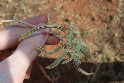 Image of Solanum esuriale by (c) Thomas Mesaglio, some rights reserved (CC BY)
