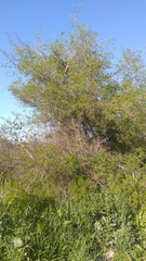 Celtis tala