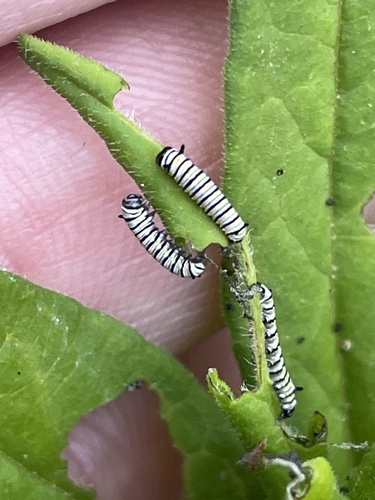 Monarch photographed in Mississippi