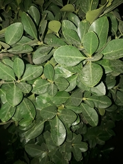 Magnoliopsida