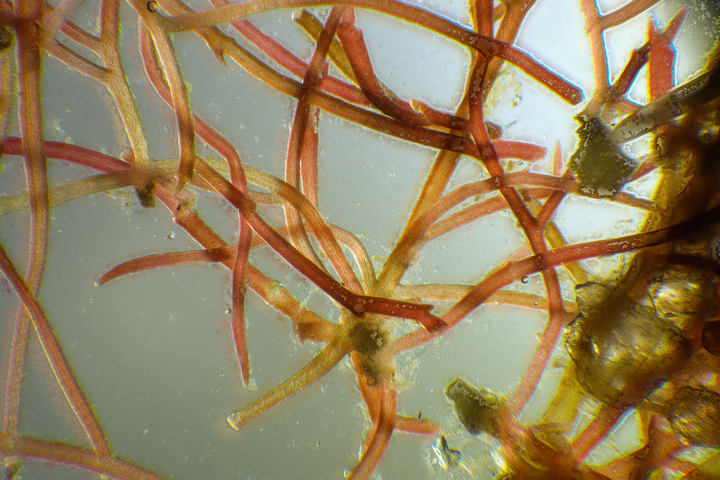 Parviphycus