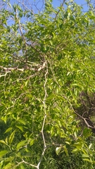 Celtis tala