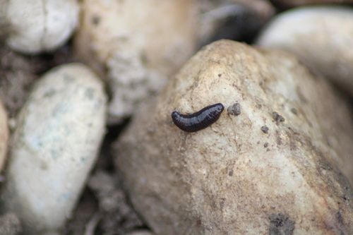 Donkere landplatworm, Lobau, Wien, Österreich, photo 8 of 10