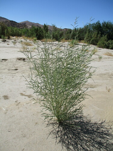 Sesbania pachycarpa (Sesbania pachycarpa)