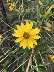 Helianthus verticillatus