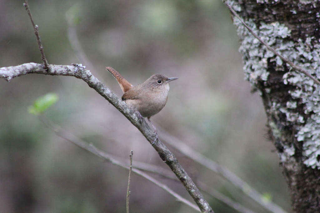 House Wren