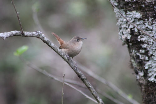 House Wren