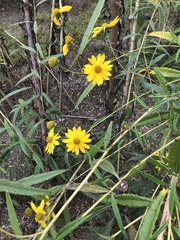 Helianthus verticillatus