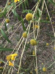 Helianthus verticillatus