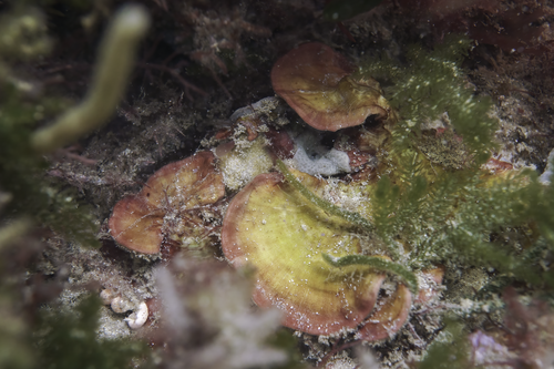 Sonderophycus capensis observed 2023-02-24