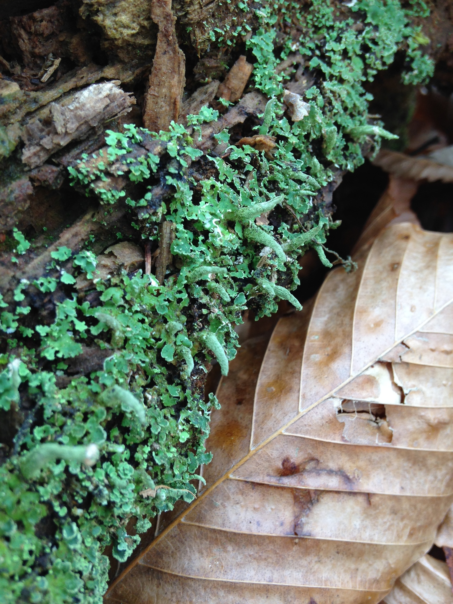 Cladoniaceae image