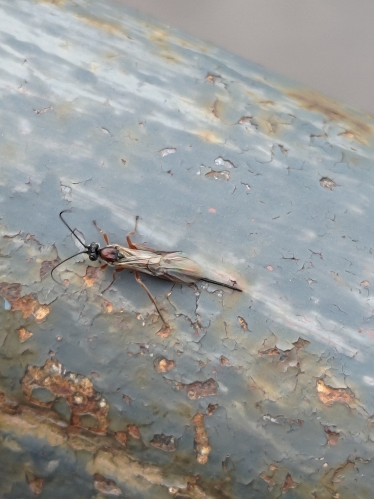 Earinus elator