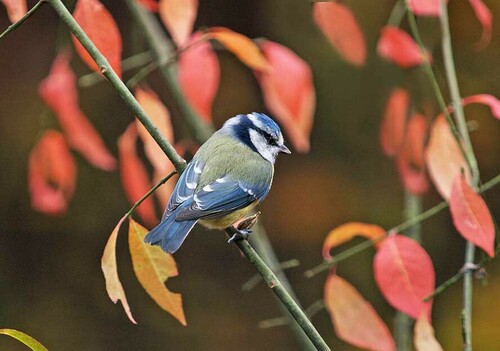 Mésange bleue