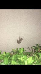 Osteopilus septentrionalis