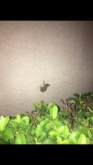 Osteopilus septentrionalis