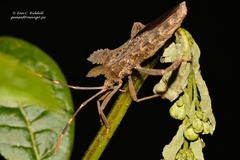 Elasmopoda