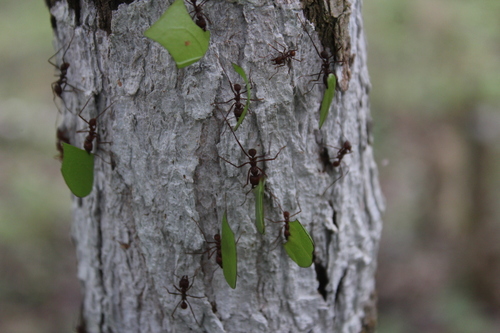 Leafcutter ant