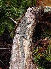 Mokopirirakau granulatus