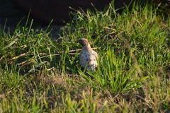 Coturnix coturnix