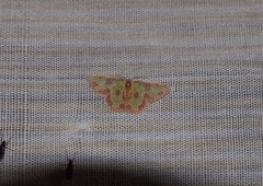 Synchlora decorata