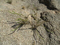 Anticharis imbricata image