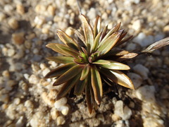 Gentianella vernicosa